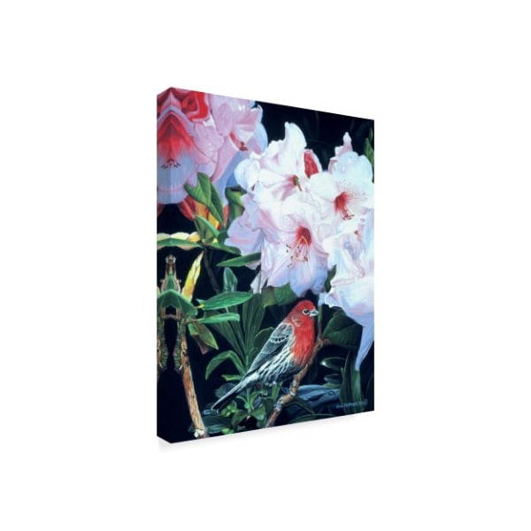 Ron Parker 'House Finch And Rhododendron' Canvas Art,18x24